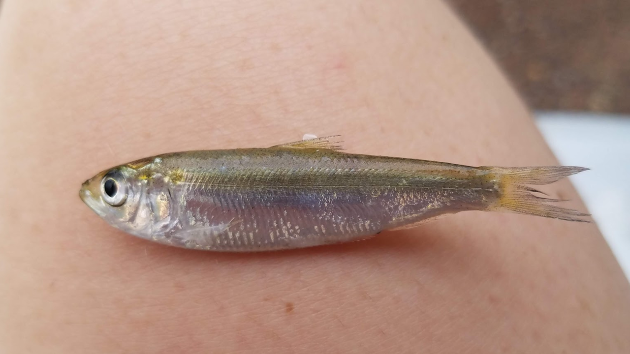 Juvenile river herring